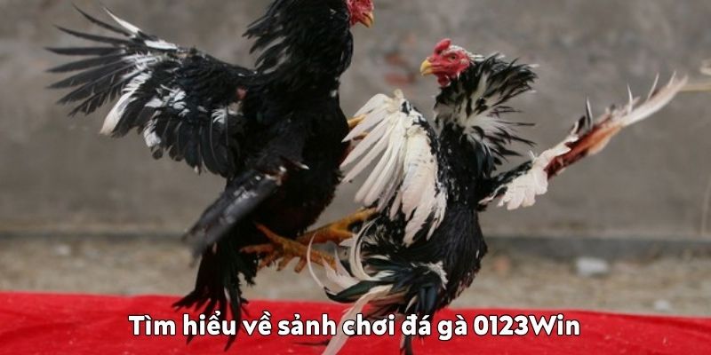 Tìm hiểu về sảnh chơi đá gà 0123Win sảnh chơi đá gà 0123Win