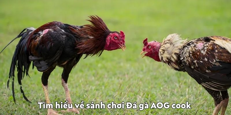 Tìm hiểu về sảnh chơi Đá gà AOG cook chơi Đá gà AOG cook
