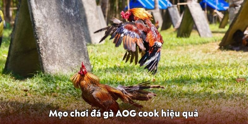 Đá gà AOG cook – Sân chơi mới cho dân cá cược tại 0123Win 2 Mẹo nhỏ để chơi đá gà AOG cook hiệu quả