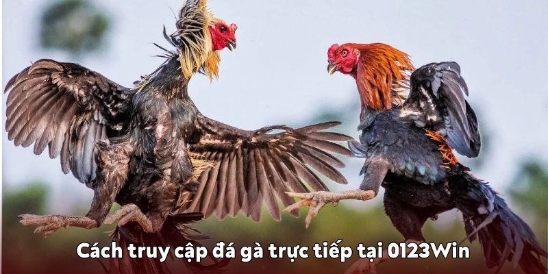 Cách truy cập đá gà trực tiếp tại 0123Win Cách truy cập đá gà trực tiếp tại 0123Win