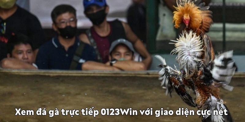Xem đá gà trực tiếp 0123Win với giao diện cực nét Xem đá gà trực tiếp 0123Win
