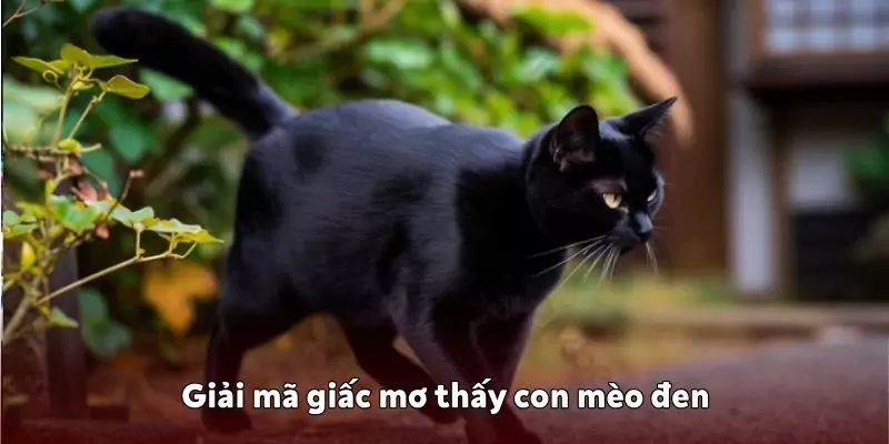 Mơ thấy con mèo đen